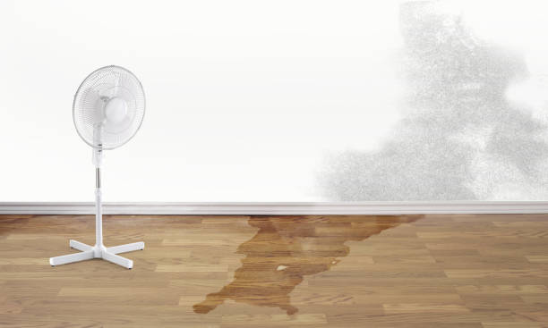Best Water damage contractors near me  in Lynn, IN